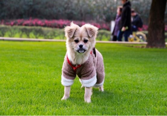 盘点狗子的暖心瞬间真的太暖心了,狗子的暖心举动