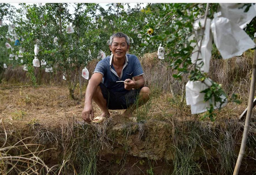 好吃不吐籽的突尼斯软籽石榴来了,被誉为可以吃的雅诗兰黛软籽石榴