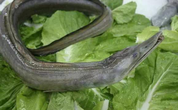 开海特价海鲜,开海的海鲜视频