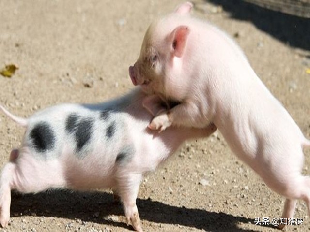 猪互相咬怎么处理最好,猪老咬尾巴是什么病