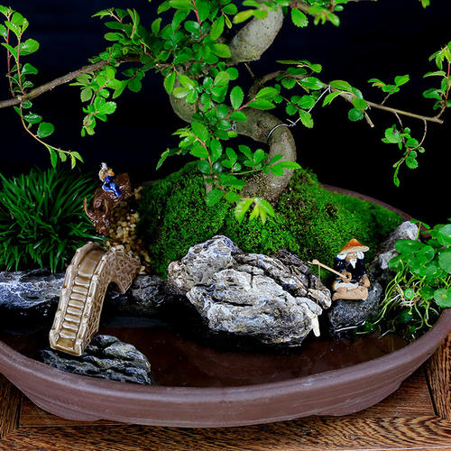 榔榆叶子发黄脱落,榔榆盆景干枯了怎么办