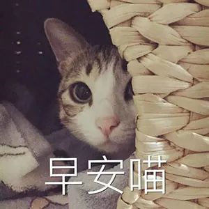 「畅享养宠」猫耳朵热得厉害，是发高烧了吗？