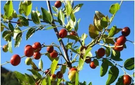 教你认识那些路边的野生中草药,如何识别路边的野生中草药