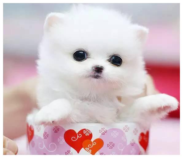 狗狗品种大全及介绍,狗狗品种大全带你走进狗狗的世界