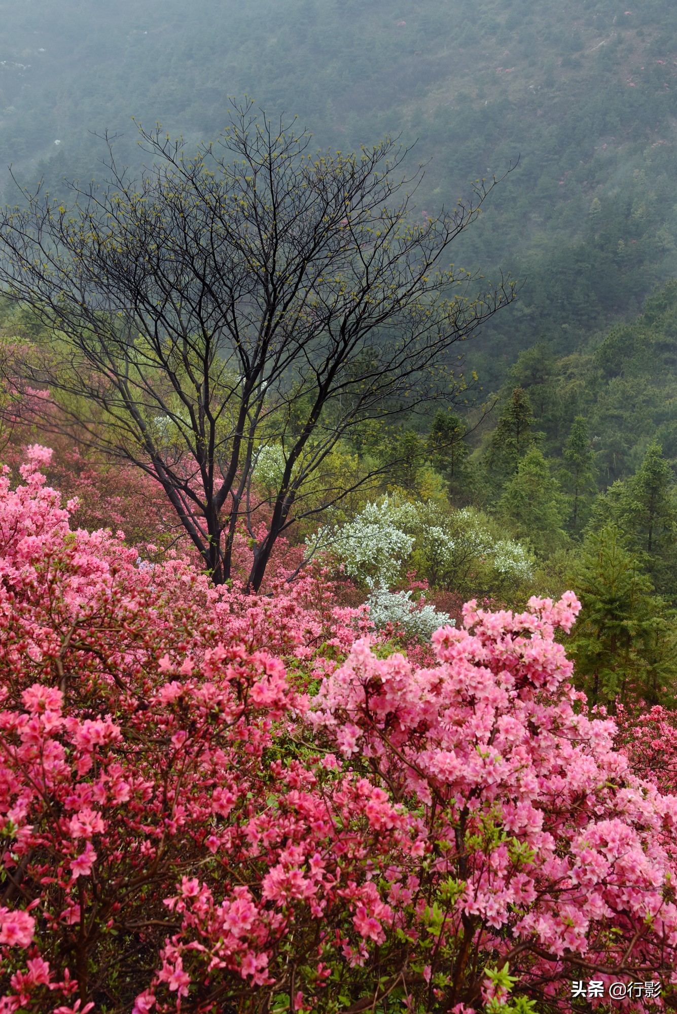 武汉青山网红打卡景点,云雾山武汉