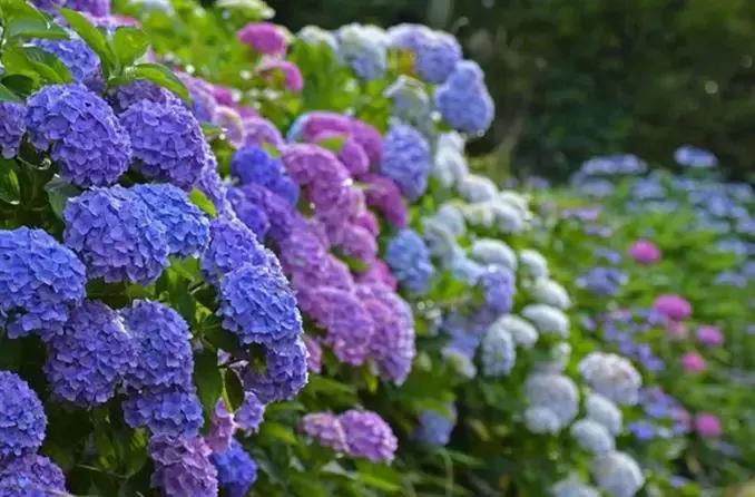 双流空港秘密花园,双流不要门票的公园