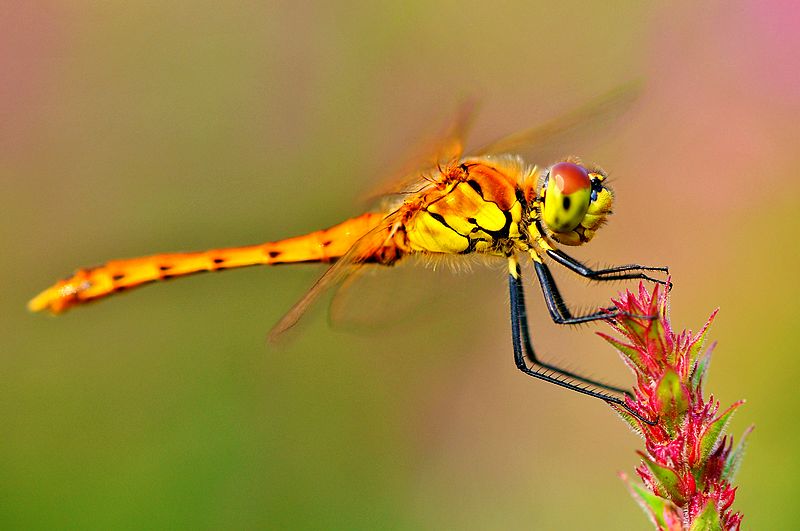 铚昏湏鎭嬭姳鍥剧墖澶у叏,铚昏湏鎭嬭姳鏂囨