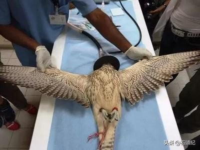 阿拉伯土豪宠物鸟,中东土豪的宠物