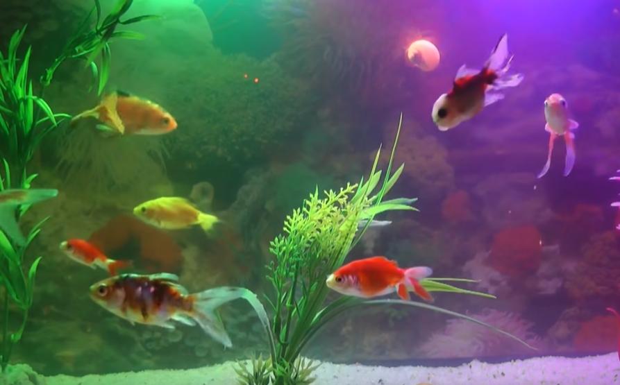 怎么养金鱼金鱼才不会死,正常情况下金鱼可以养多久