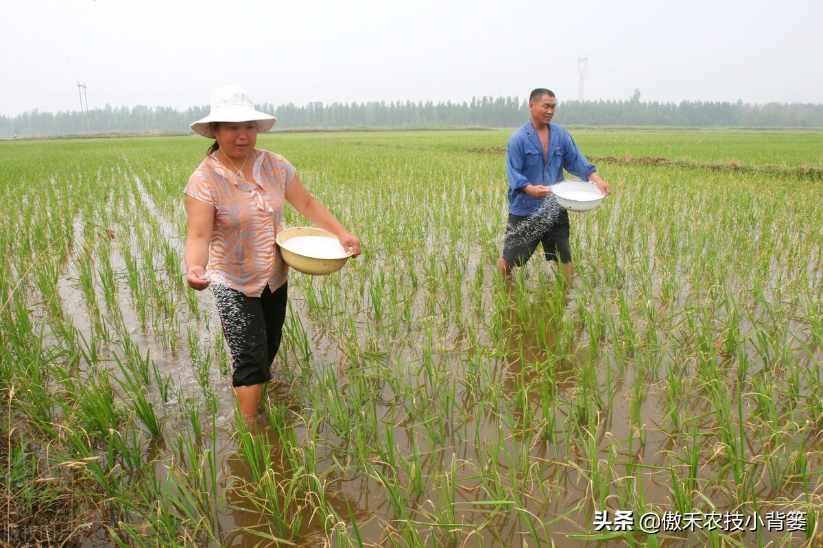 玉米和水稻对锌很敏感，巧施、巧喷、巧用能增产