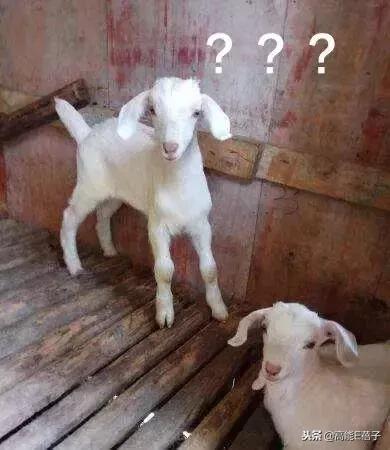 J姐的钻石牙，HBA的双头鞋……看得我只想好好当个穷人