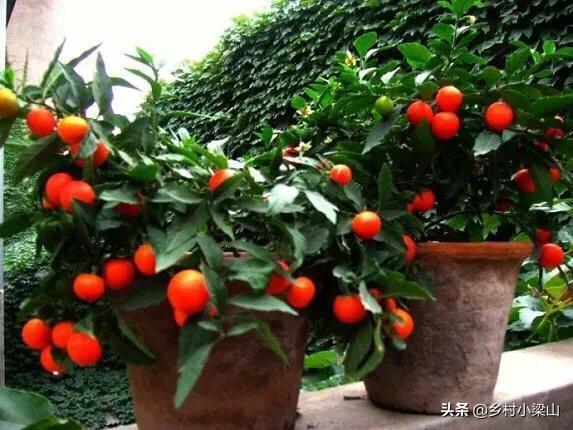 冬珊瑚用多大盆怎么养,养好珊瑚的正确方法