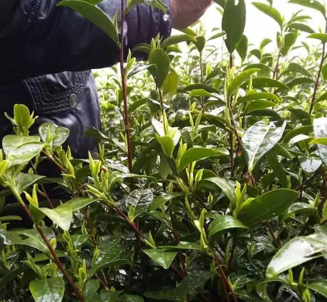 买茶要不要问这是不是新茶,去买茶的时候如何辨别新茶好茶