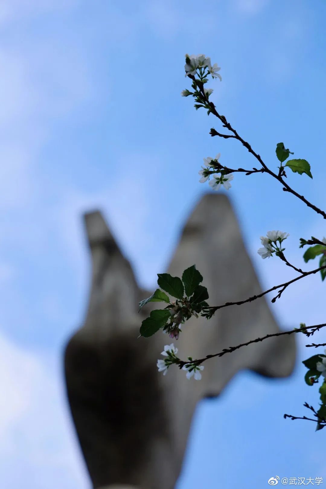 武大樱花一切美好都如约而至,武大樱花正盛开
