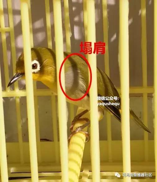 养鸟新技术绣眼,绣眼养鸟知识