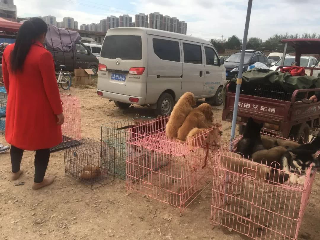 狗市挣钱不,狗市卖狗的理由