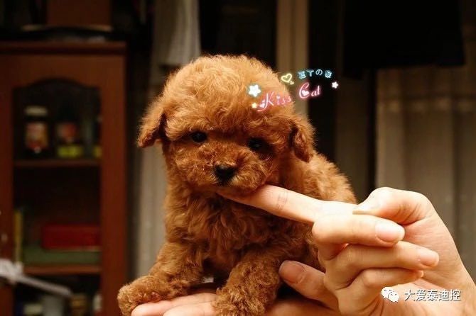 泰迪有白毛是怎么回事,泰迪身上长出白毛是怎么回事