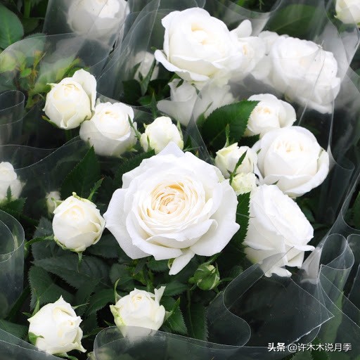 月季品种大全大图欣赏,美到窒息的月季品种图片