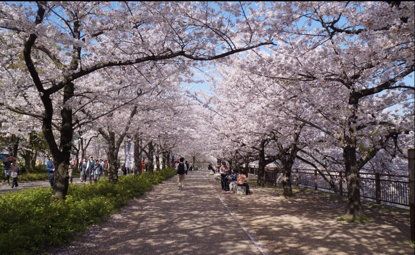 妯辫姳涔嬫梾澶ч槳,鏃ユ湰妯辫姳涔嬫梾