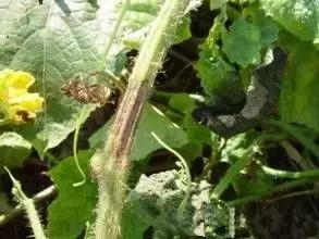 瓜类病害治疗药,瓜类主要病害有哪五条