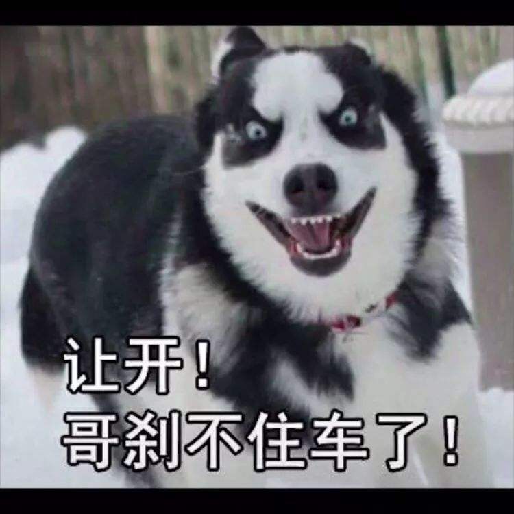 给狗狗做绝育的处方,狗狗绝育后性格