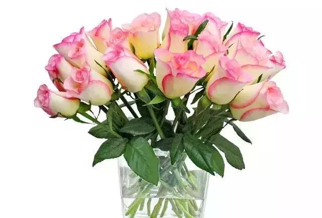 4000种不一样的玫瑰品种大全,100种玫瑰品种图鉴大全