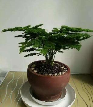 室内装修绿植净化空气,卫生间养啥花堪比空气净化器