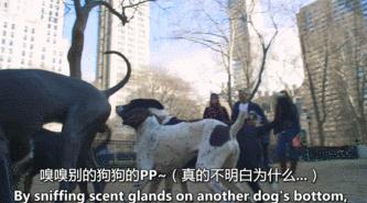 豆瓣9.1，看一次被萌一次，根本顶不住它们的可爱