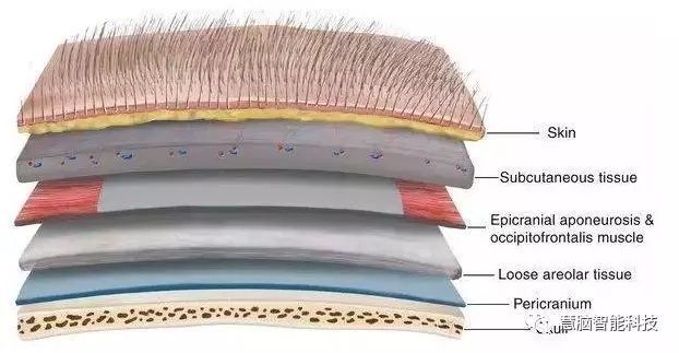 大脑工作原理,一张图看懂人类大脑工作原理