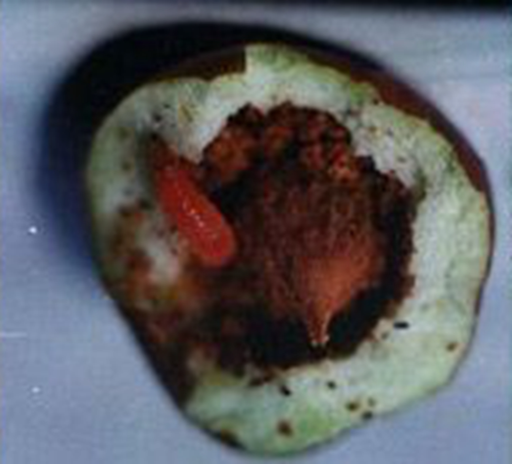 吃枣咬到虫子,枣子树根被虫子咬了怎么办