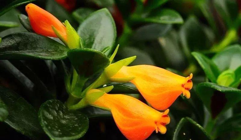 金鱼吊兰养护及注意事项,新手养金鱼吊兰的注意事项及禁忌