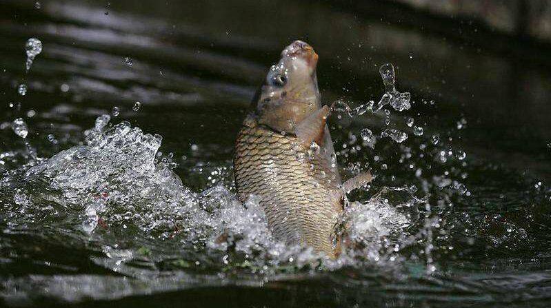 为什么提竿老是脱钩,为什么鱼拖竿了还会脱钩