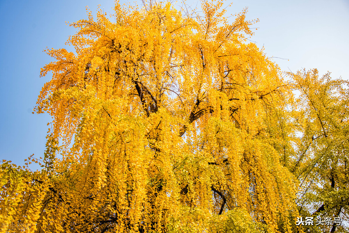 重阳节是怎么样的说法,九九重阳节阴天有什么说法吗