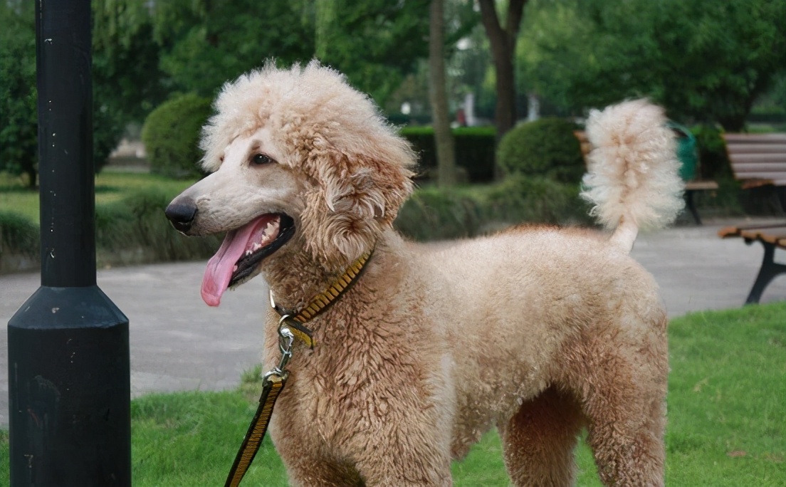 贵宾犬性格,贵宾犬咬人吗性格温和吗
