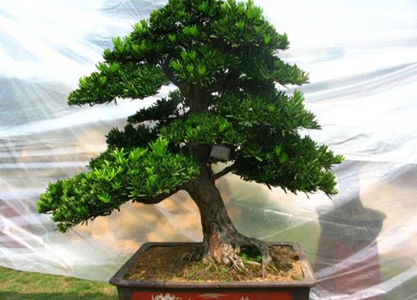 盆栽罗汉松叶子干枯是什么原因,罗汉松大片枯叶干枝什么原因