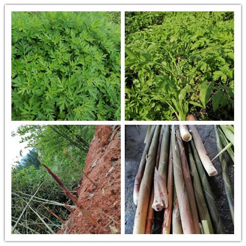 长沙周边农家乐一日游推荐第一名,长沙农家乐好玩的地方推荐一日游