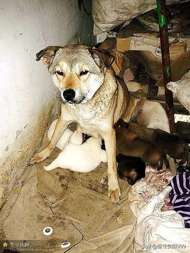 被遗弃的狗母子,被丢弃的母狗
