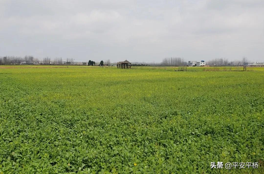 临渭区防疫不放松春耕工作,防控疫情不松劲春耕备耕不停歇