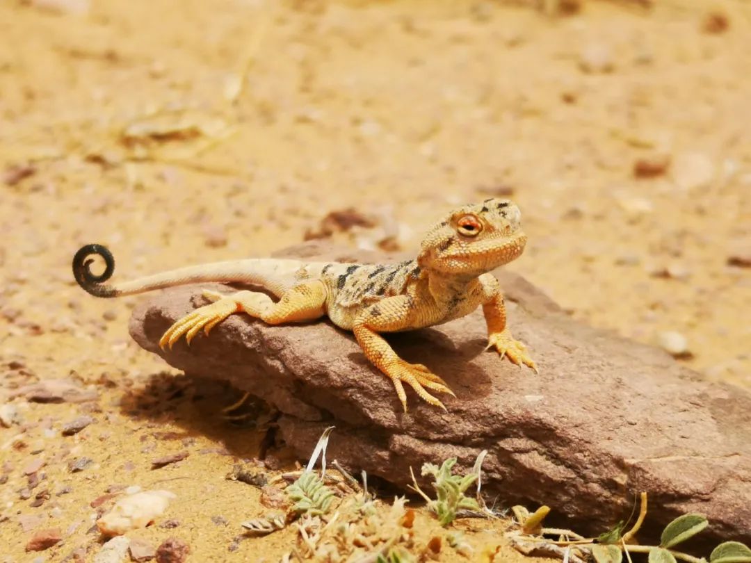青铜峡中国军人,青铜峡黄河大峡谷军人免费吗