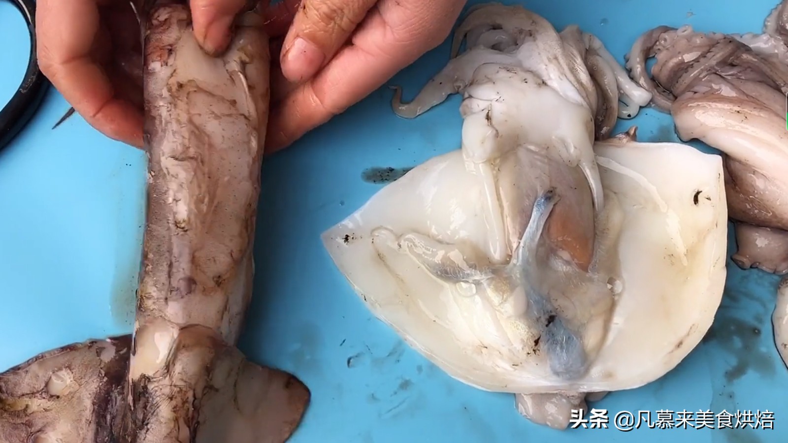 八爪鱼鱿鱼墨鱼海兔哪种好吃,鱿鱼海兔墨鱼八爪鱼区别