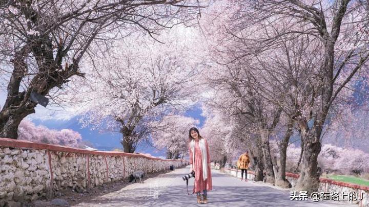 西藏和西北旅游攻略图文结合,西藏西北旅游攻略路线推荐