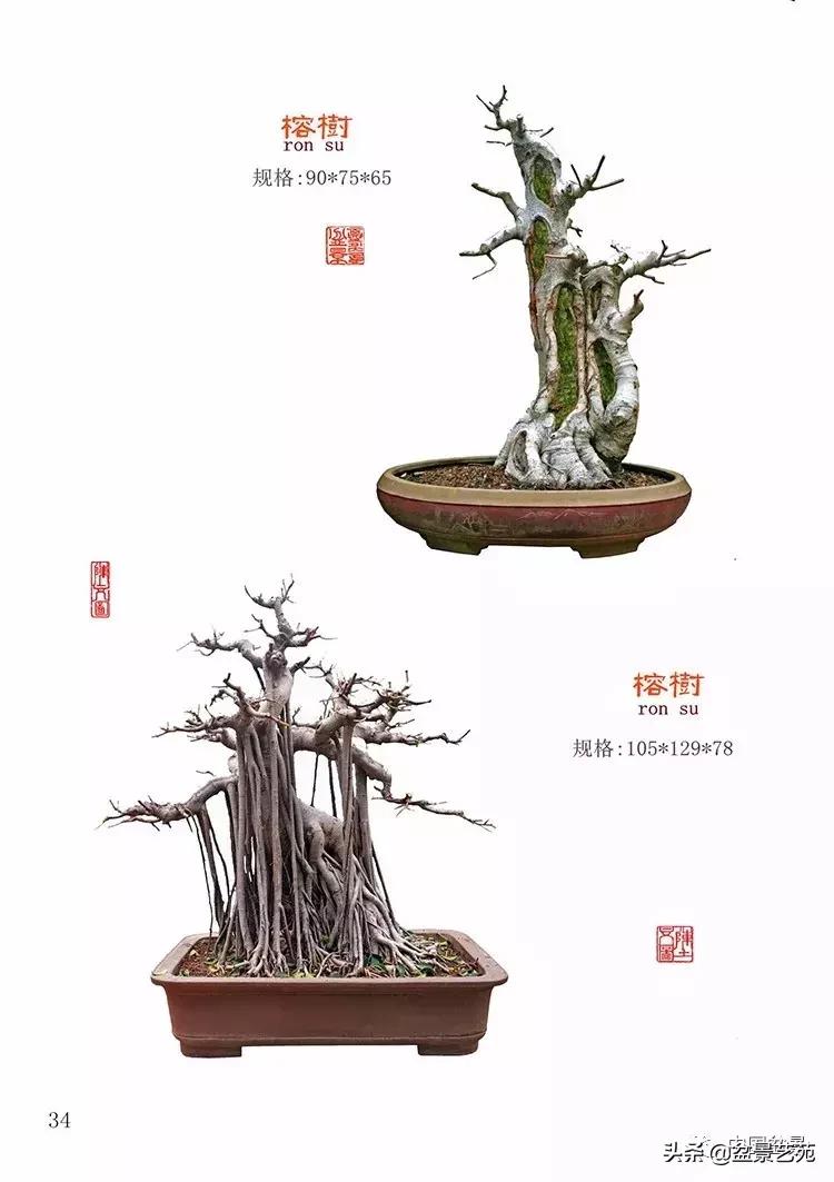 陈文图榕树欣赏,陈文图盆景