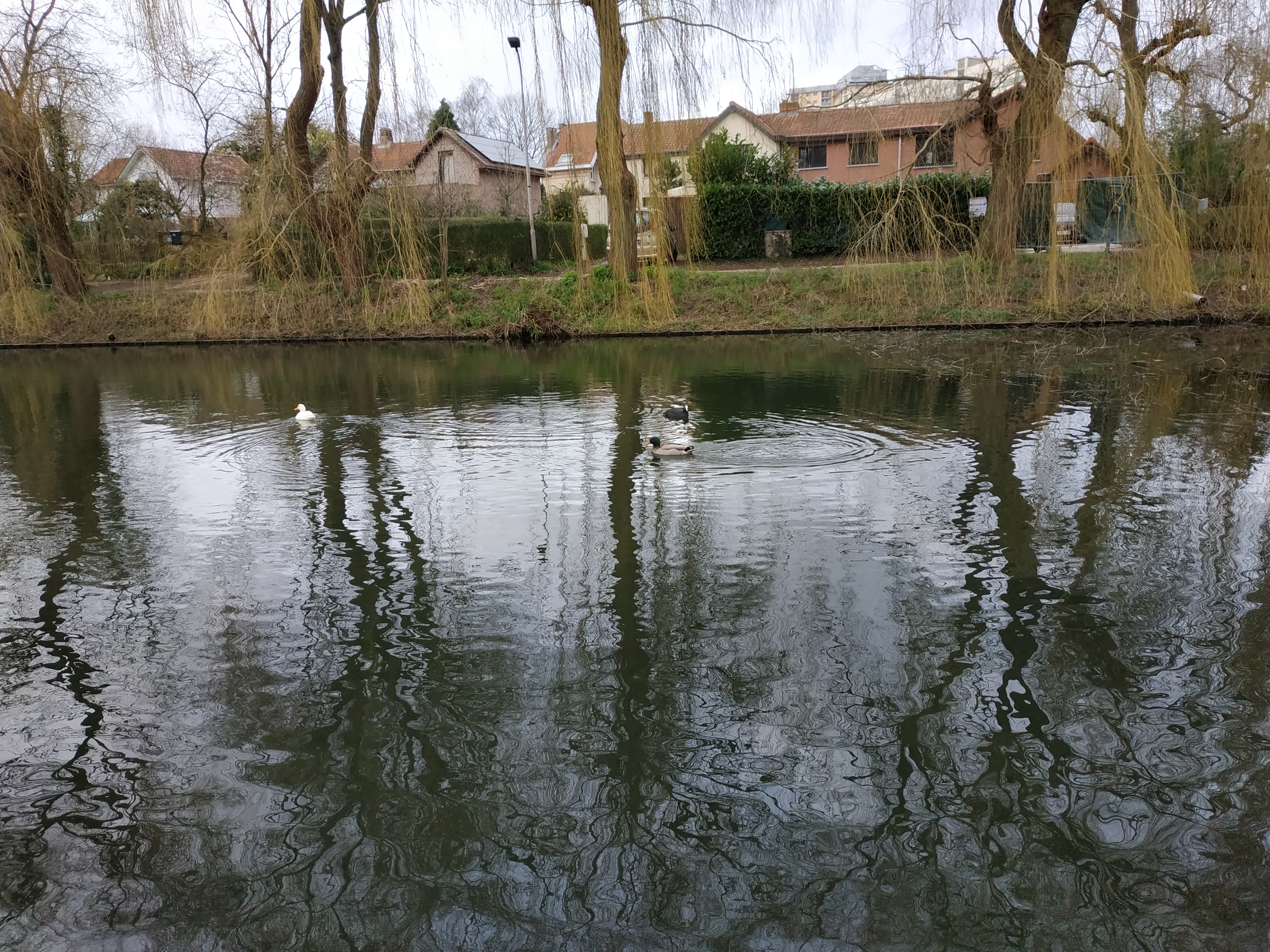 欧洲钓欧鳊,欧鳊的钓法