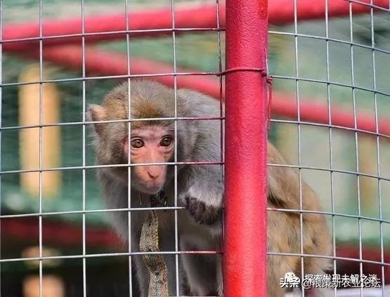 亚洲哪种蝙蝠最好吃,中国蝙蝠吃什么最好