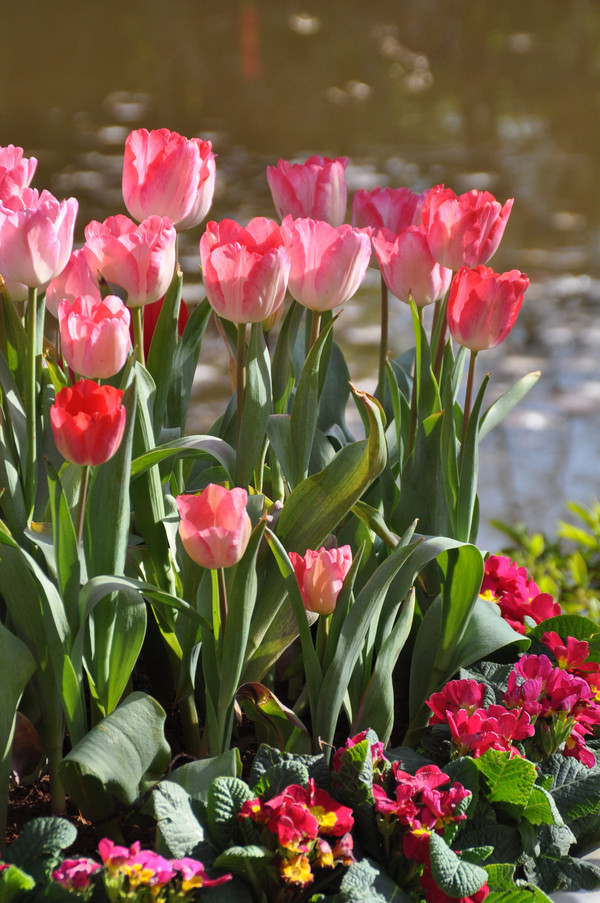 翡翠湖翠湖,昆明春城翠湖