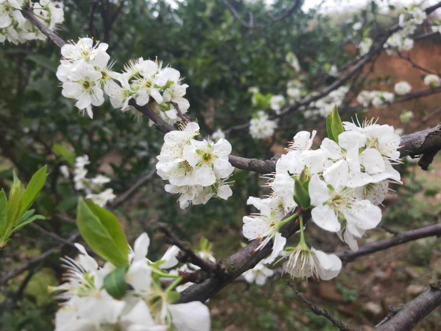 保花保果小窍门,保花保果见效快的方法