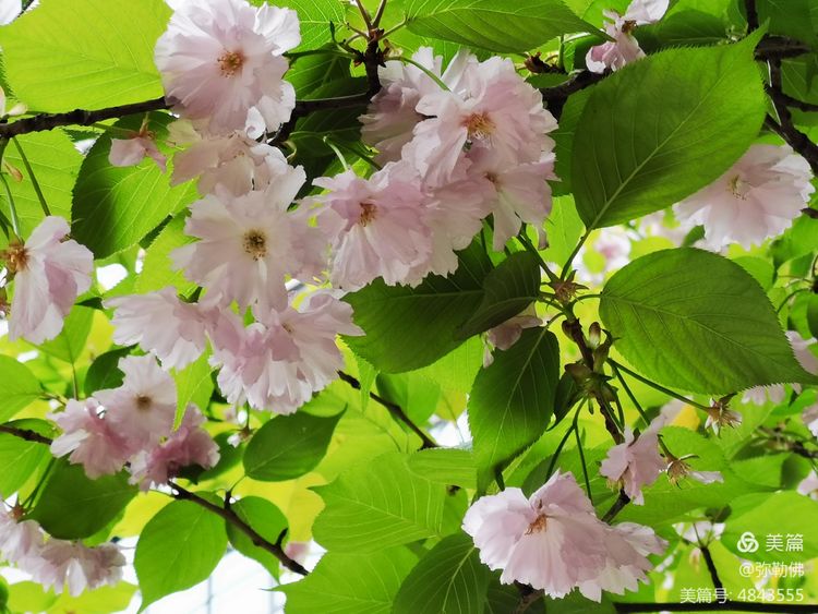 高新枫林华府住房,高新枫林华府小区评测