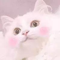 铲屎官必知猫咪0-12月的成长表,新手铲屎官必读国产猫粮怎么选