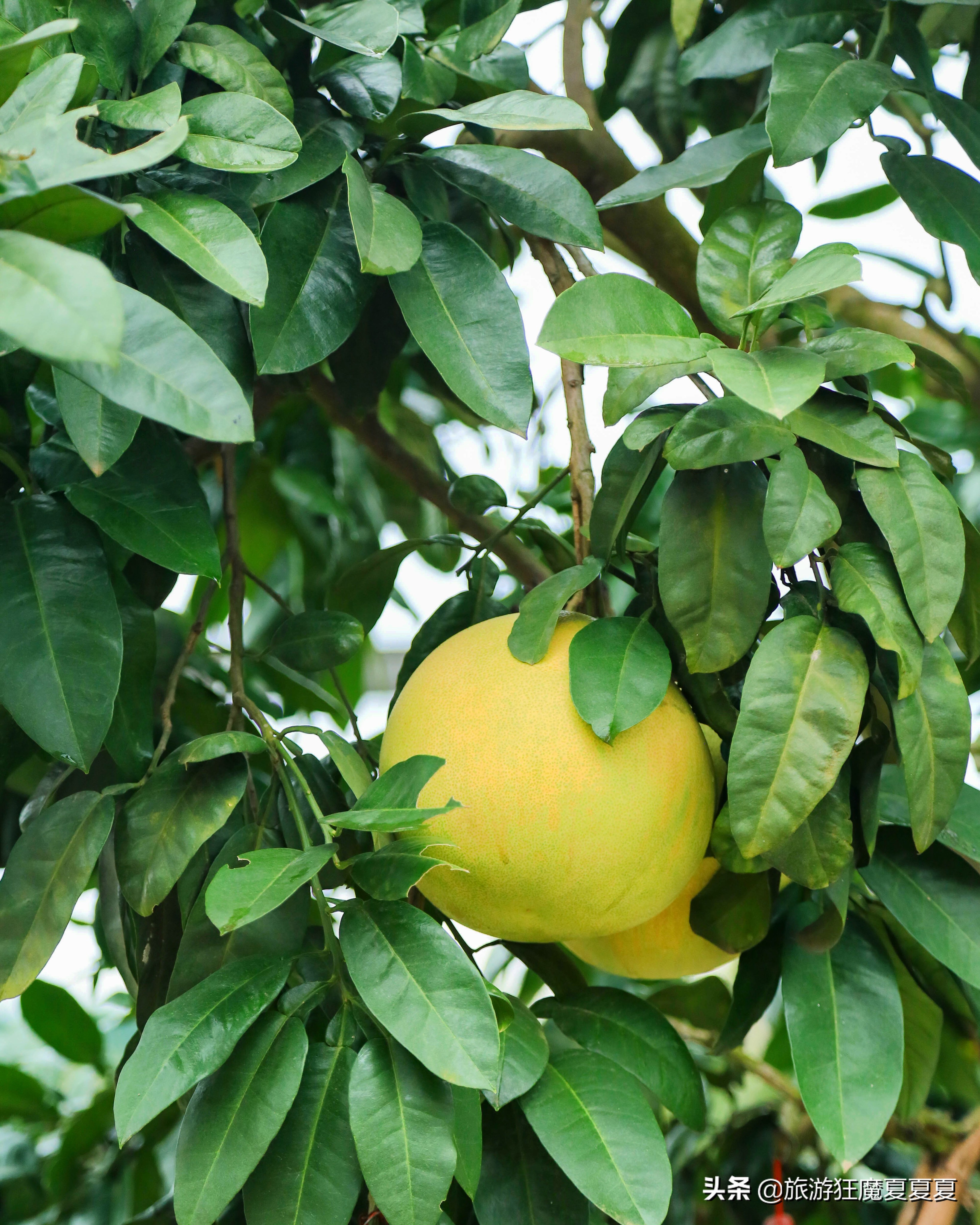成都市龙泉驿区红旗村,成都市红旗村