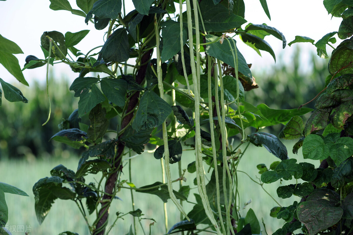 为啥豆角没熟会有毒,豆角没熟吃了有影响吗